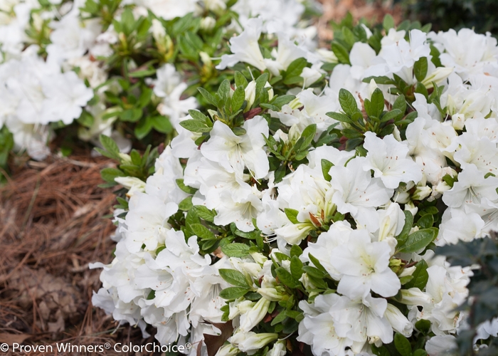 Azalea Bloom-A-Thon Pink Double 3 Gal
