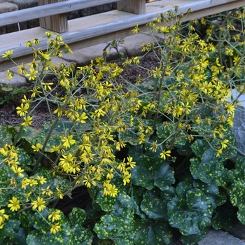 Leopard Plant Spotted 1 Gal
