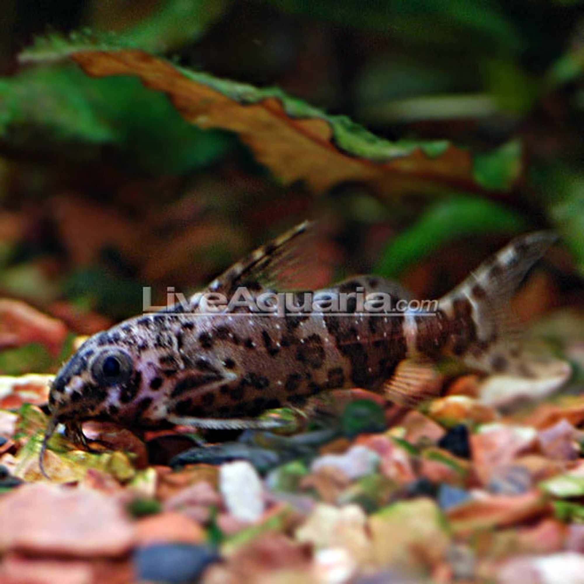 Upside Down Catfish-Synodontis Nigriventris