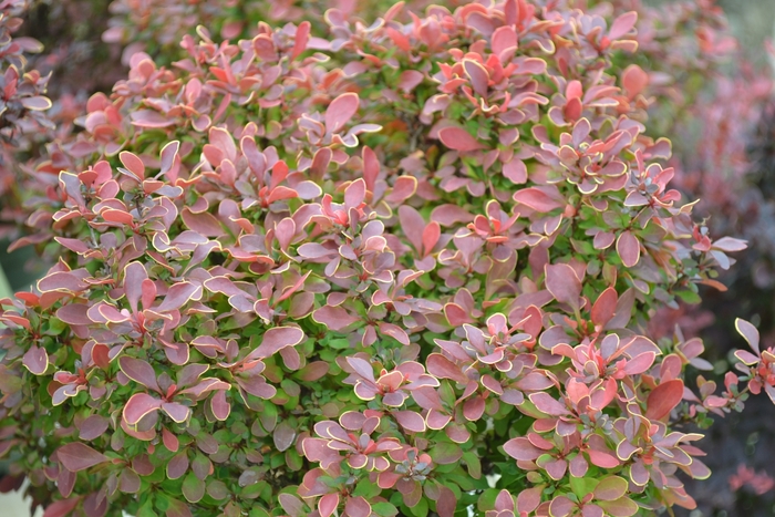 Barberry Helmond Pillar 6 Gal