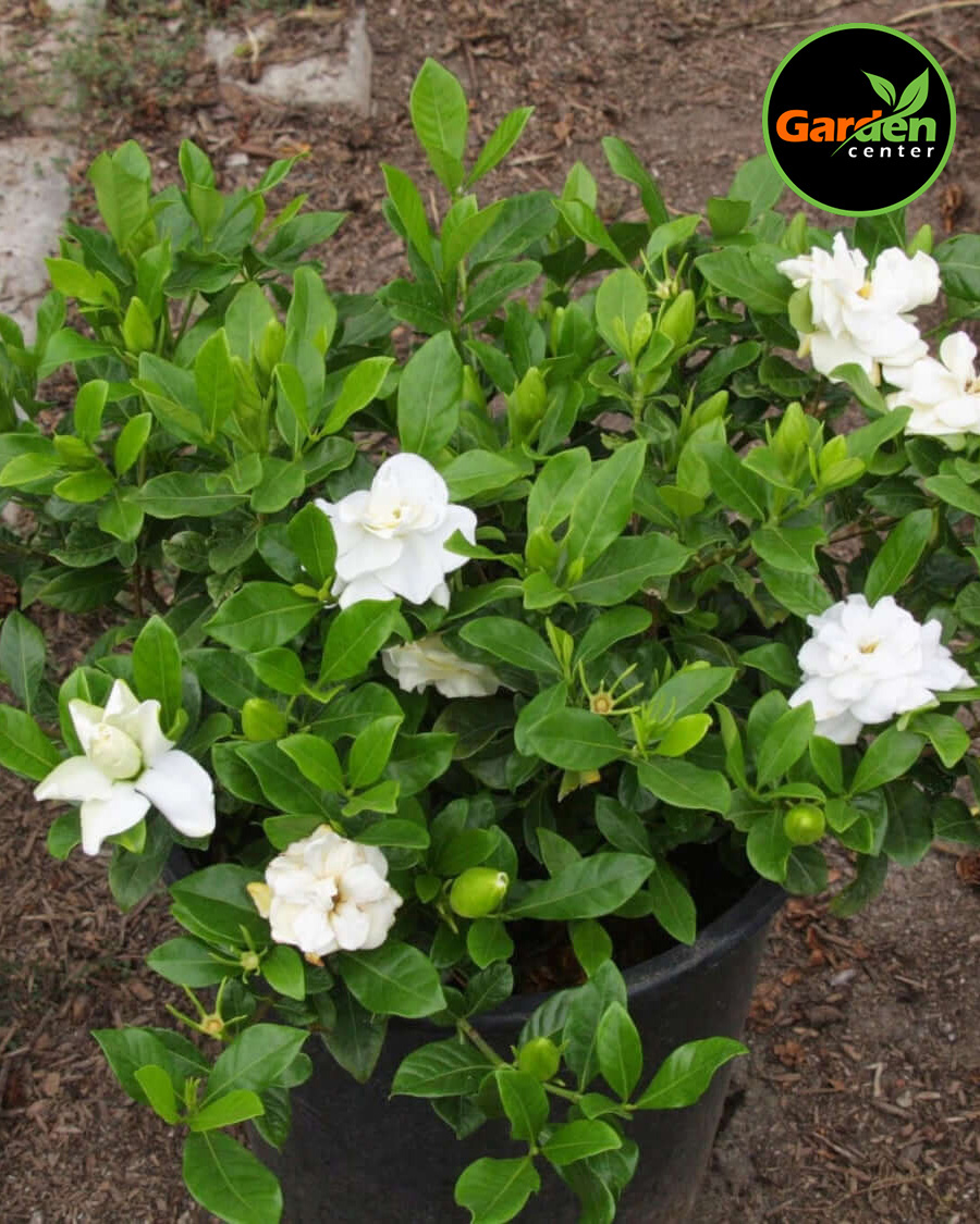 Gardenia 'Veitchii' at Garden Center of Las Cruces