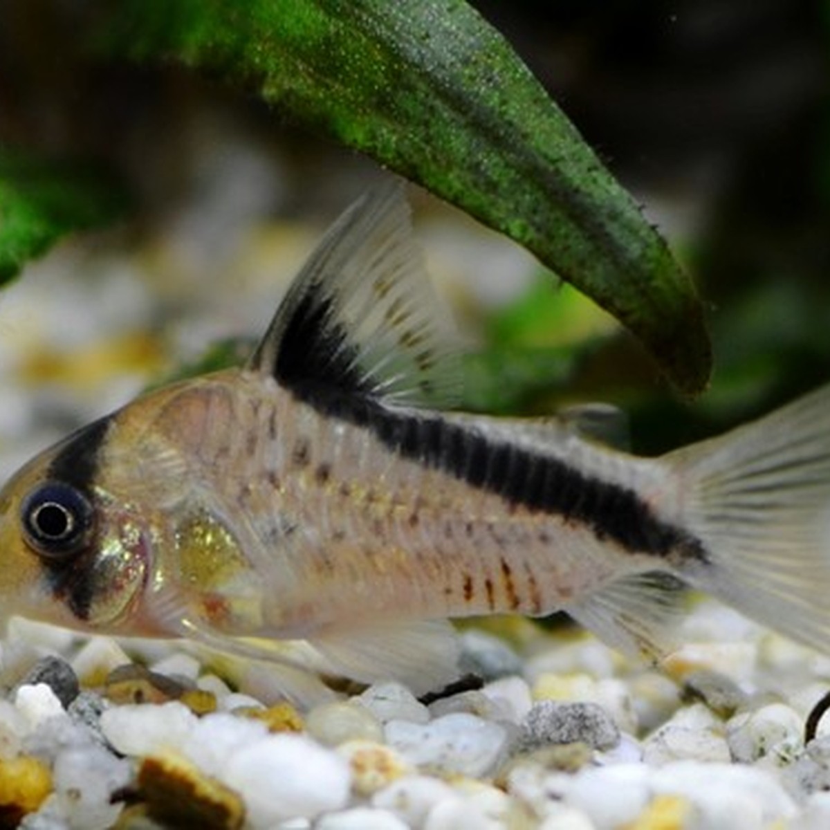 Melini Corydoras