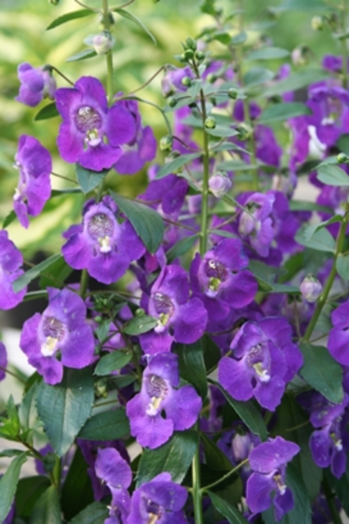 Angelonia Blue Bicolor 2 Gal