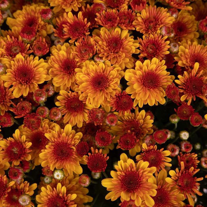 Mum Nadia Yellow 8"