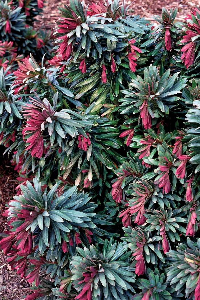 Euphorbia 1 Gal