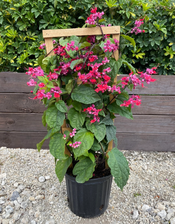 Bleeding Heart Vine, 10" Trellis