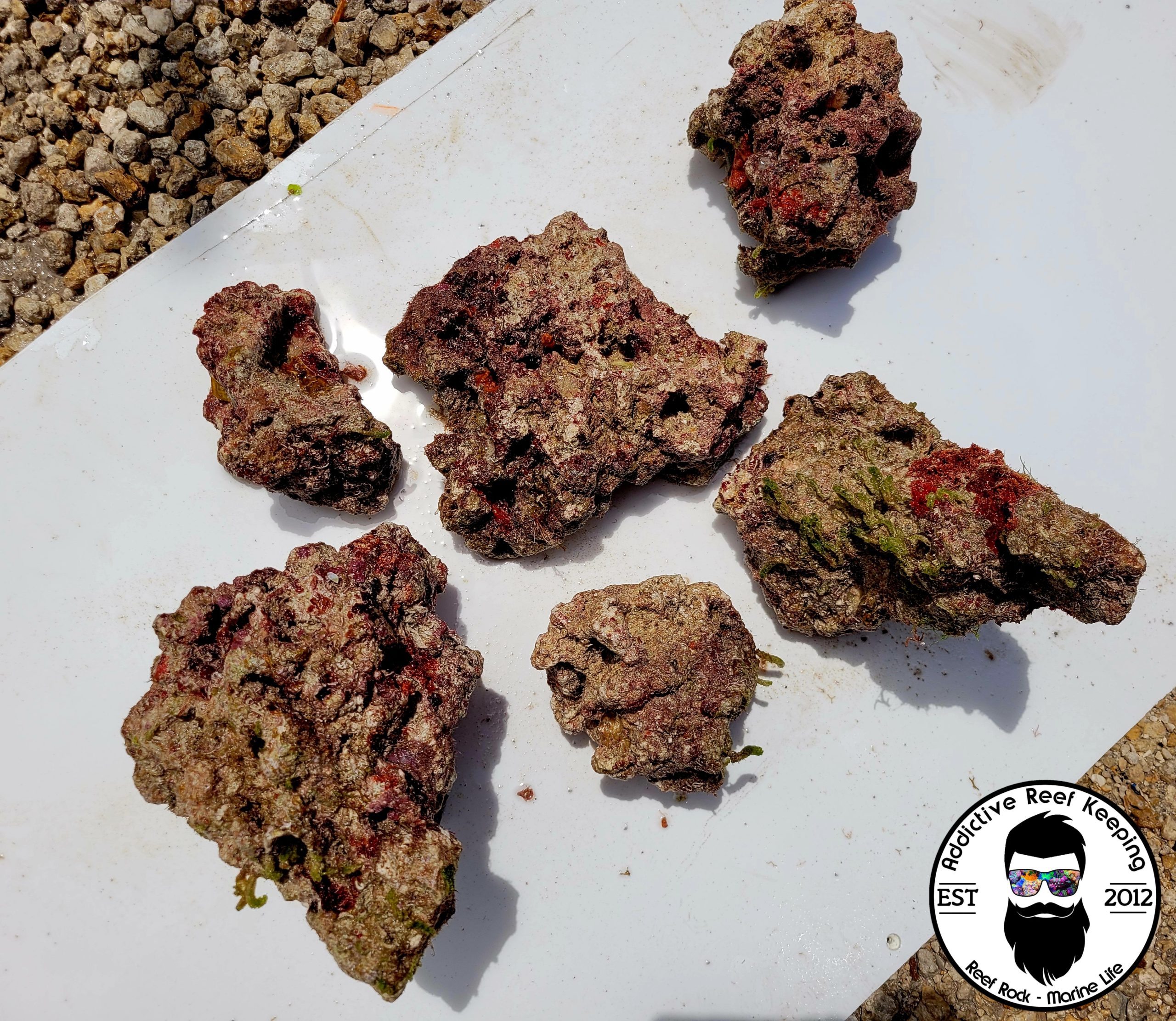 LIVE Caribbean Starter Rock- Coralline, Bacteria Fauna