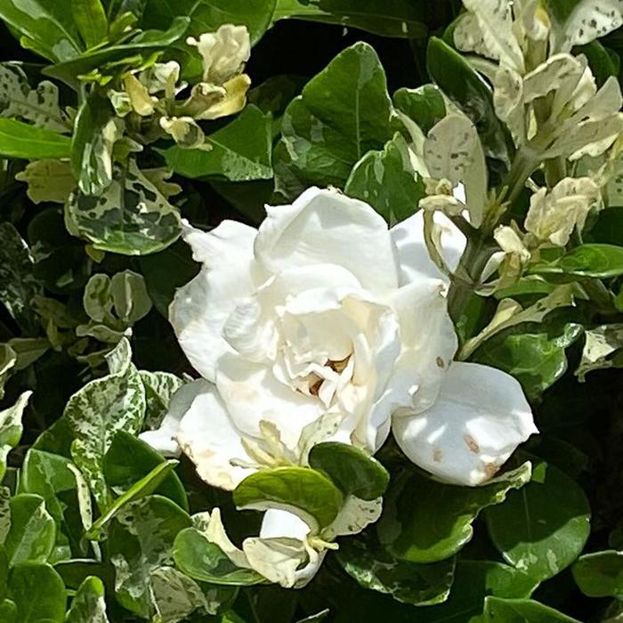 Gardenia Fool Proof 3 Gal