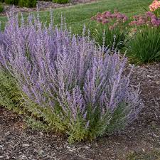 Russian Sage (Perovskia), 1 gallon