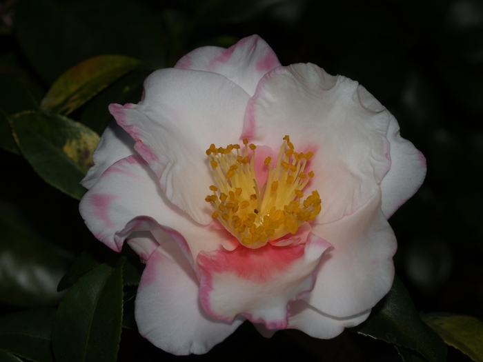 Camellia Shishi Gashira 3 Gal