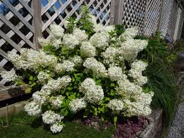 Bobo Hydrangea