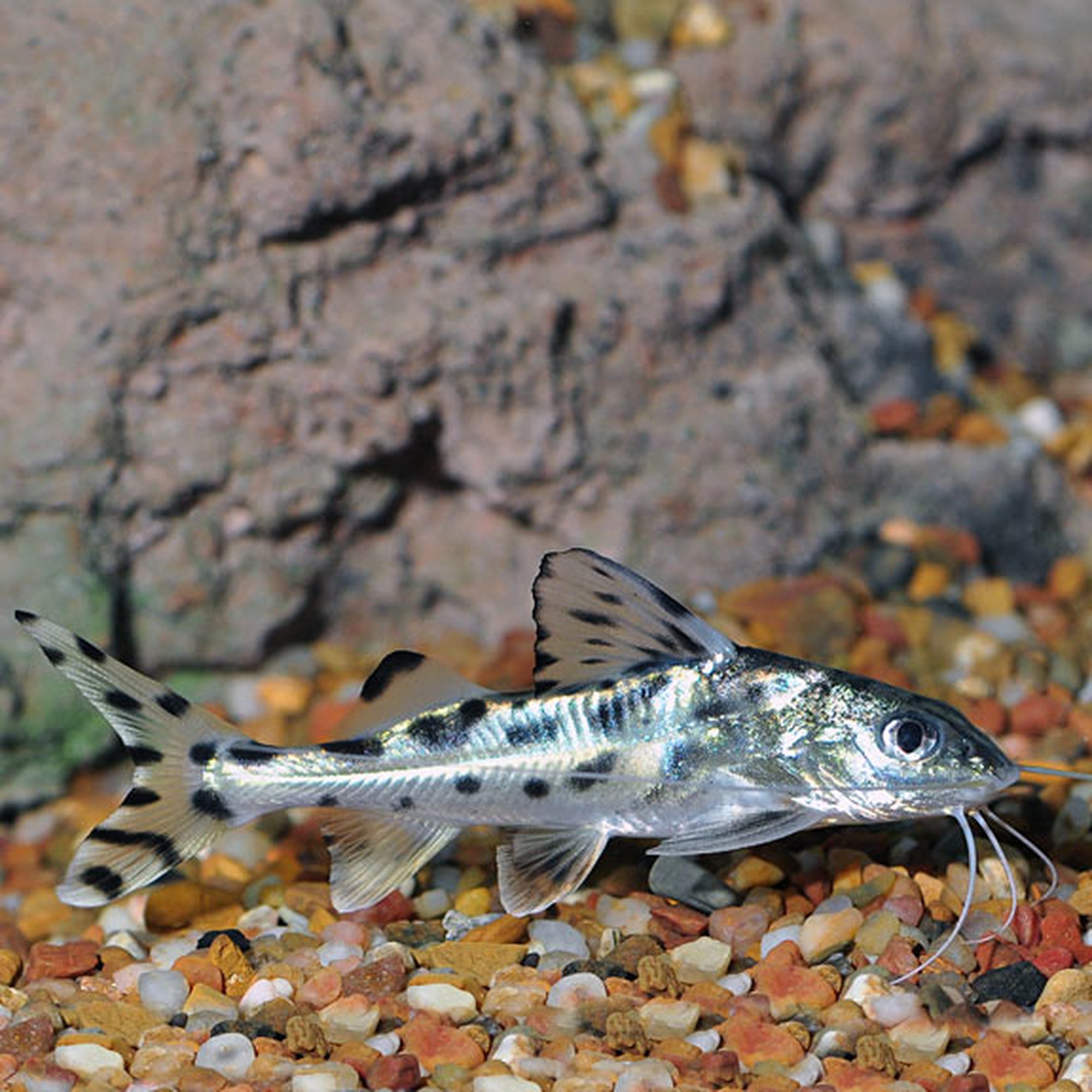 Spotted Pictus Catfish