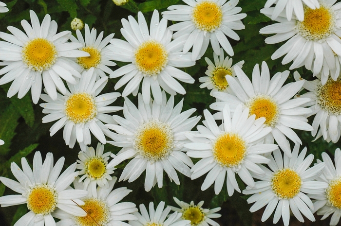 Shasta Daisy Angel Daisy 1 Gal