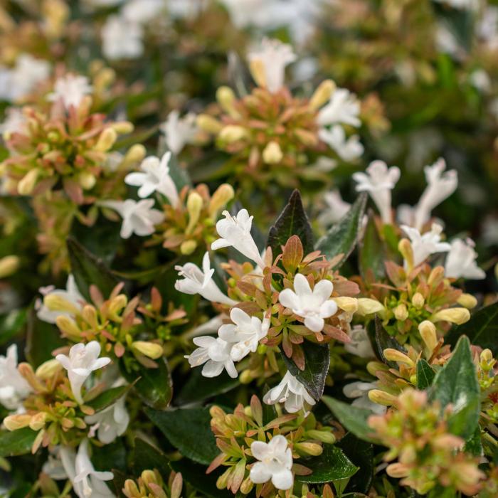 Abelia Canyon Creek 3 Gal