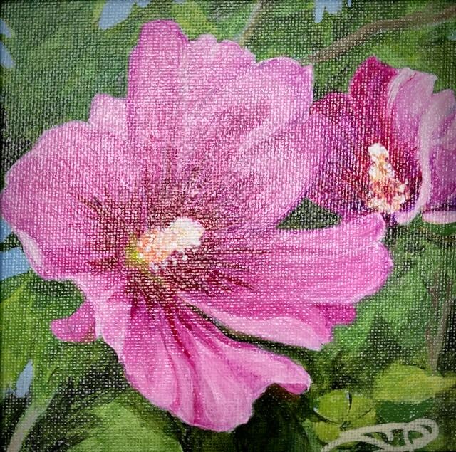 Rose of Sharon II