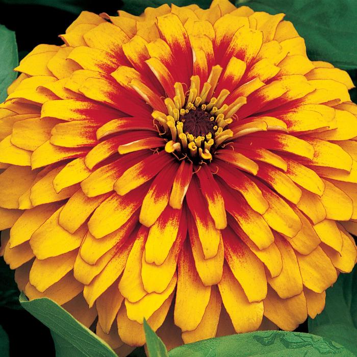 Zinnia Zesty Scarlet Quart