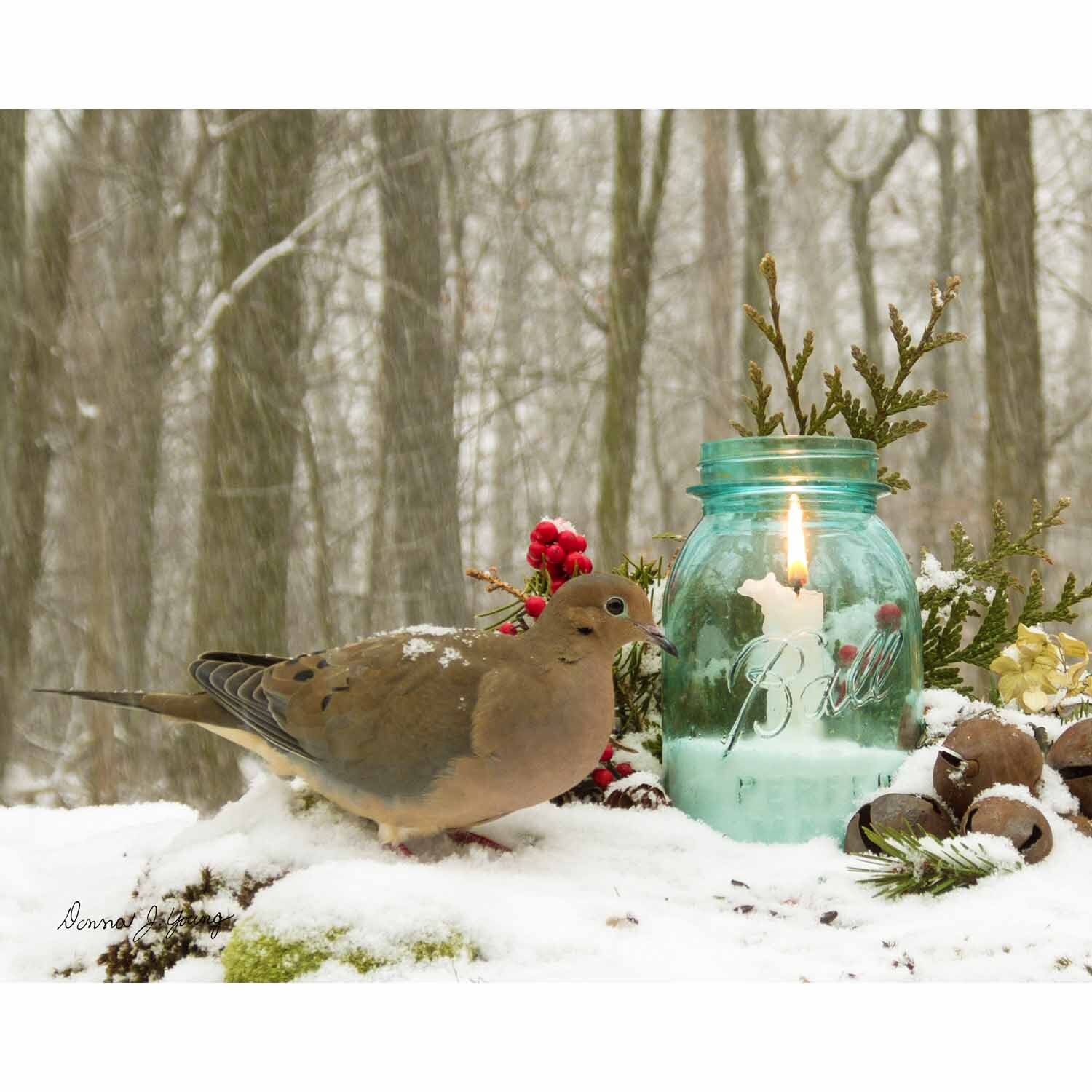 Belle of the Ball (Dove)