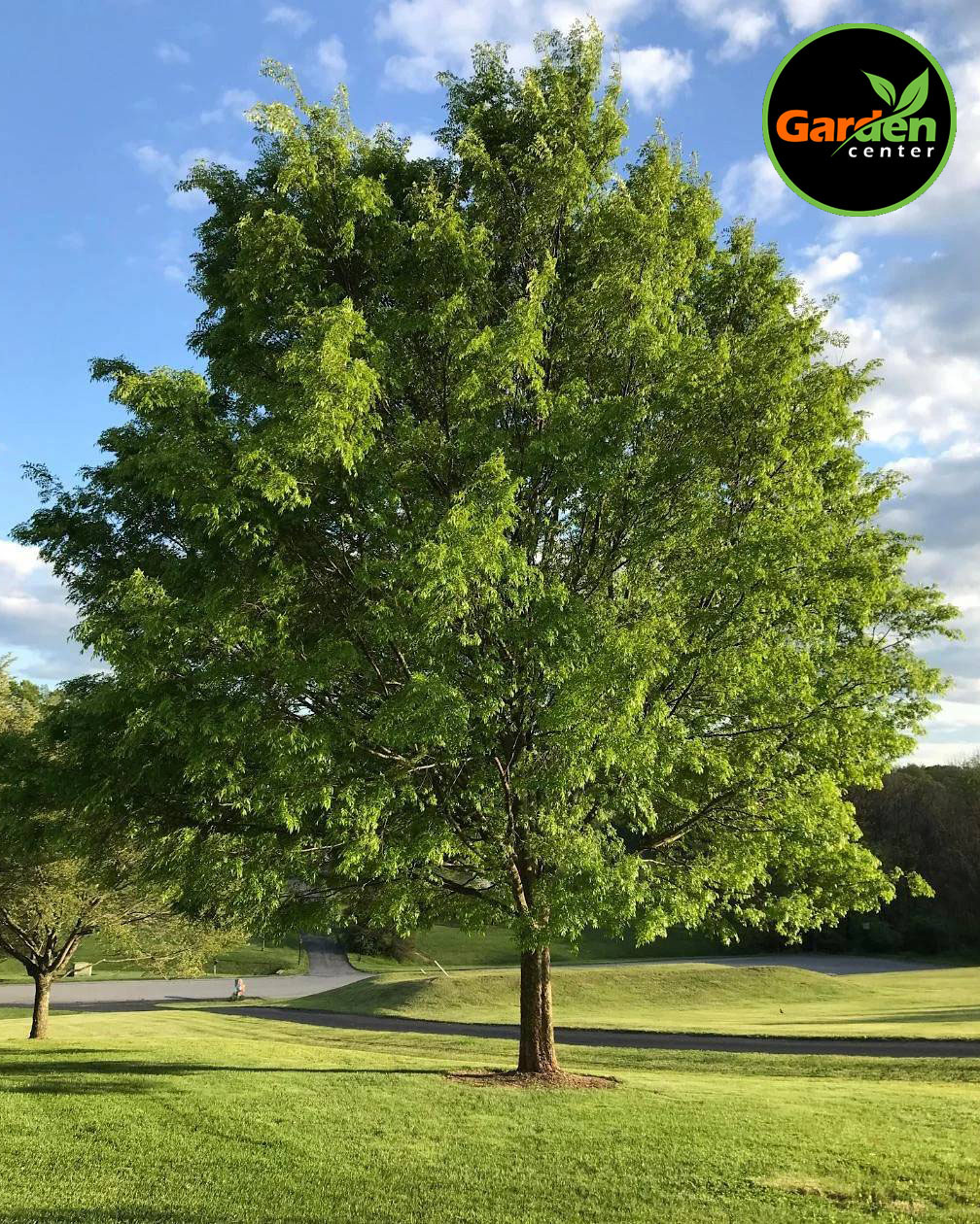 Lacebark Elm at Garden Center of Las Cruces