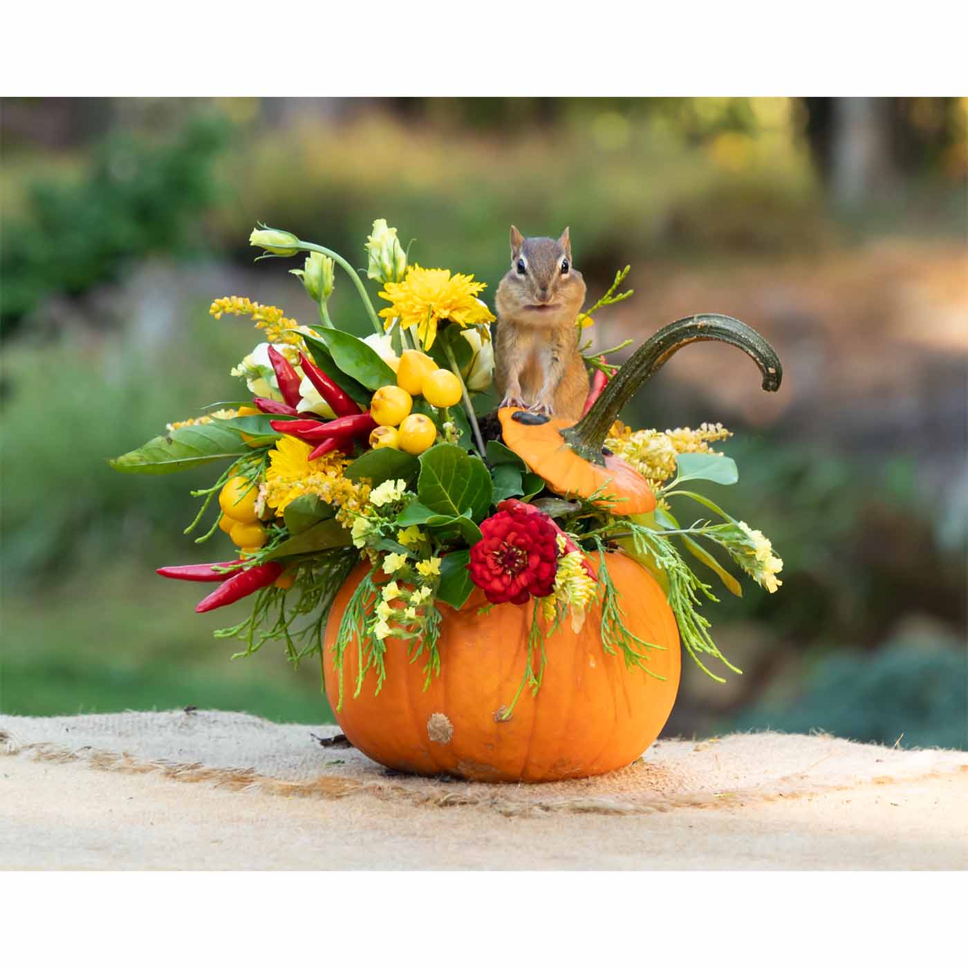 Pumpkin Delights