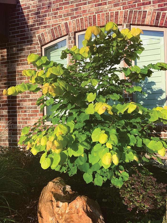 Redbud Eastern 5 Gal