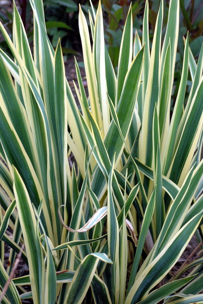 Yucca Color Guard 3 Gal