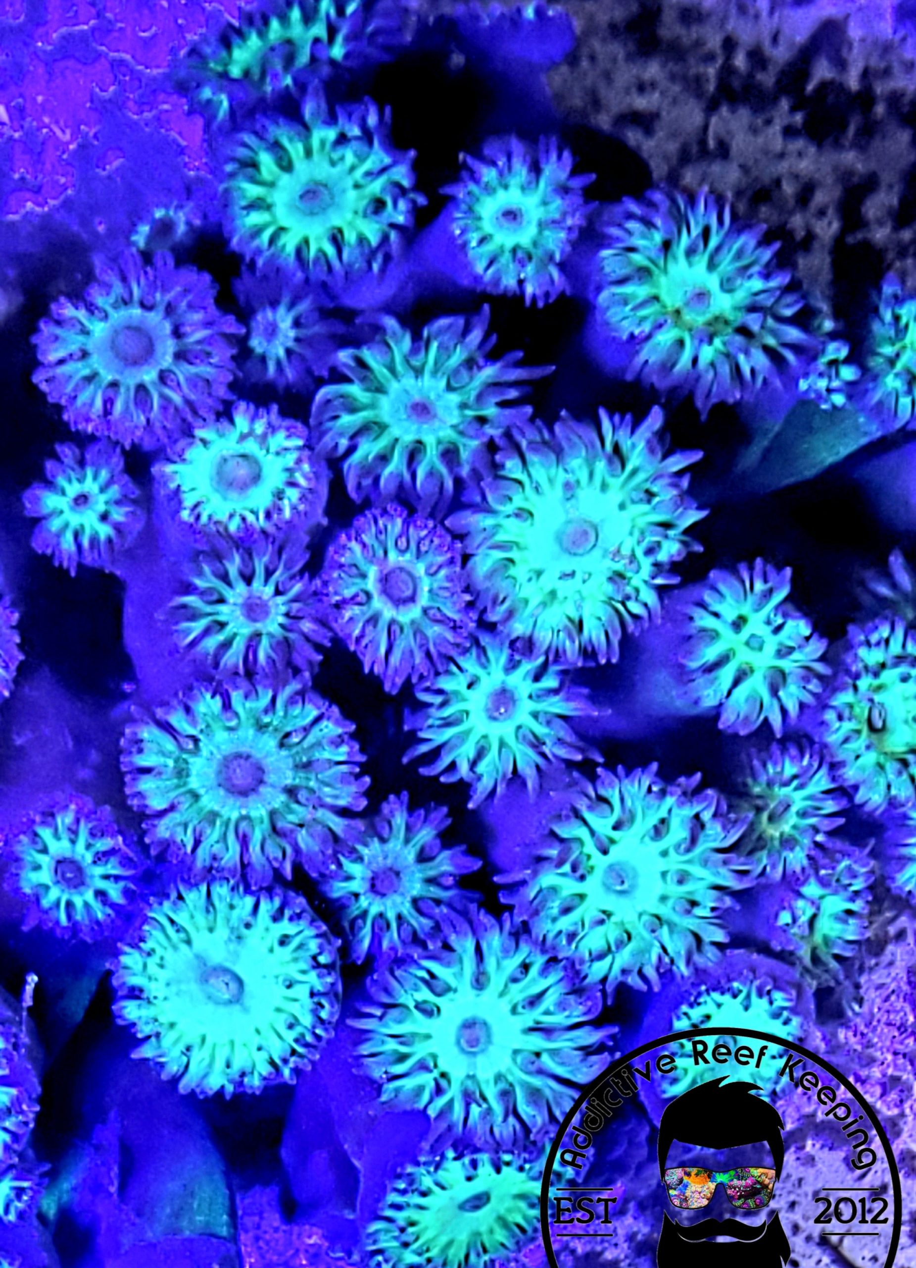 ARK Neon Green Duncan Coral 1 HEAD LPS
