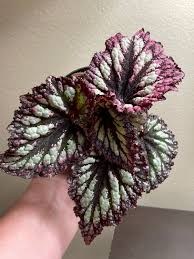 Begonia Rex, 4.5"