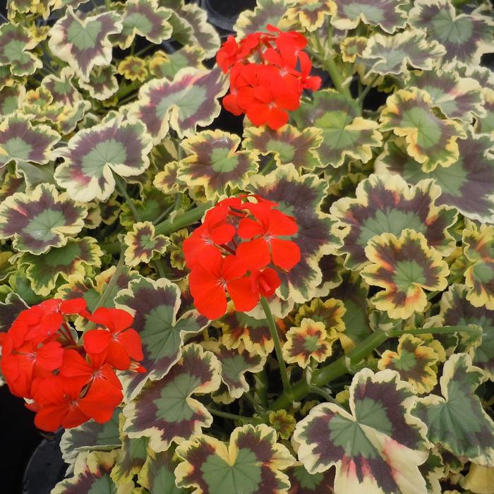 Geranium Patriot Cherry Rose 12"