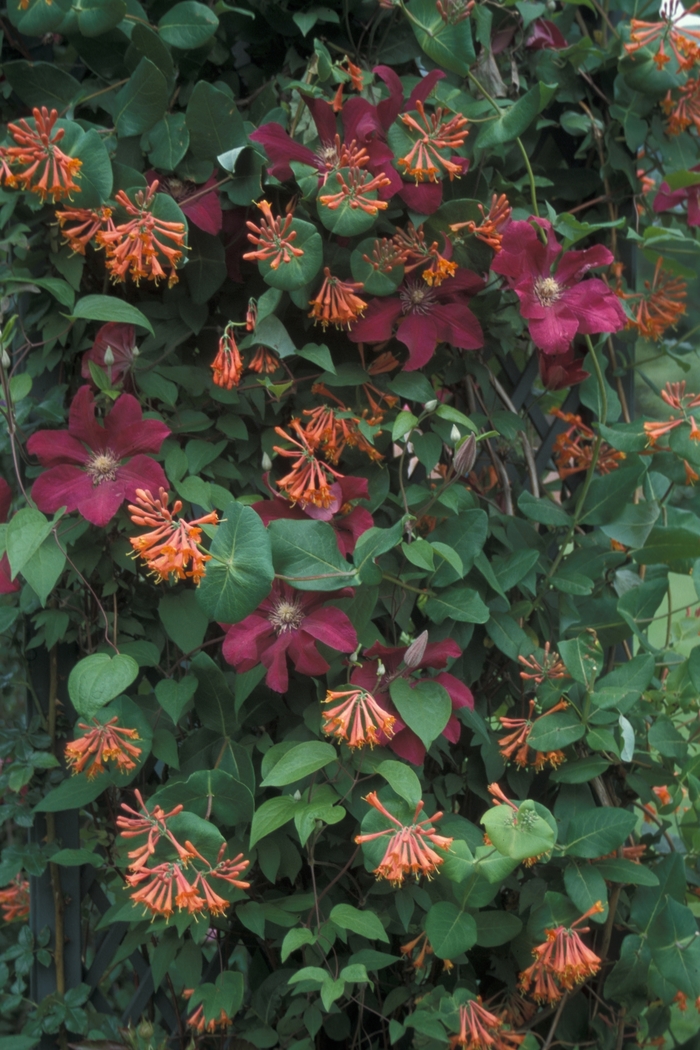 Honeysuckle Major Wheeler Coral 3 Gal