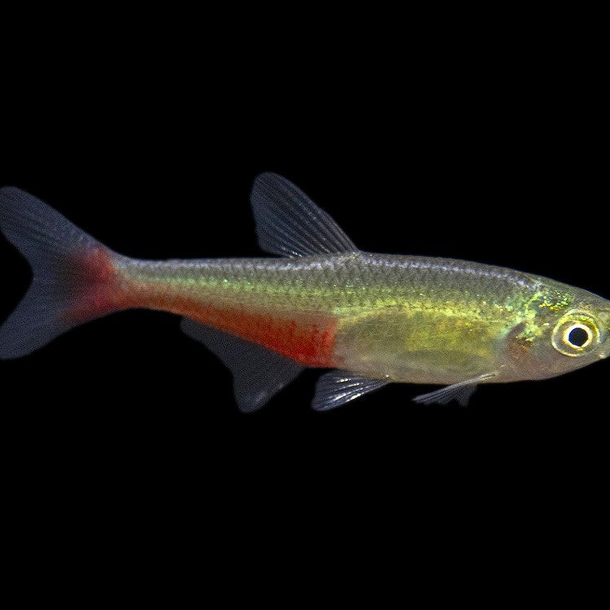 Green Fire Tetra