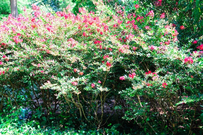 Crape Myrtle Coral Magic 7 Gal