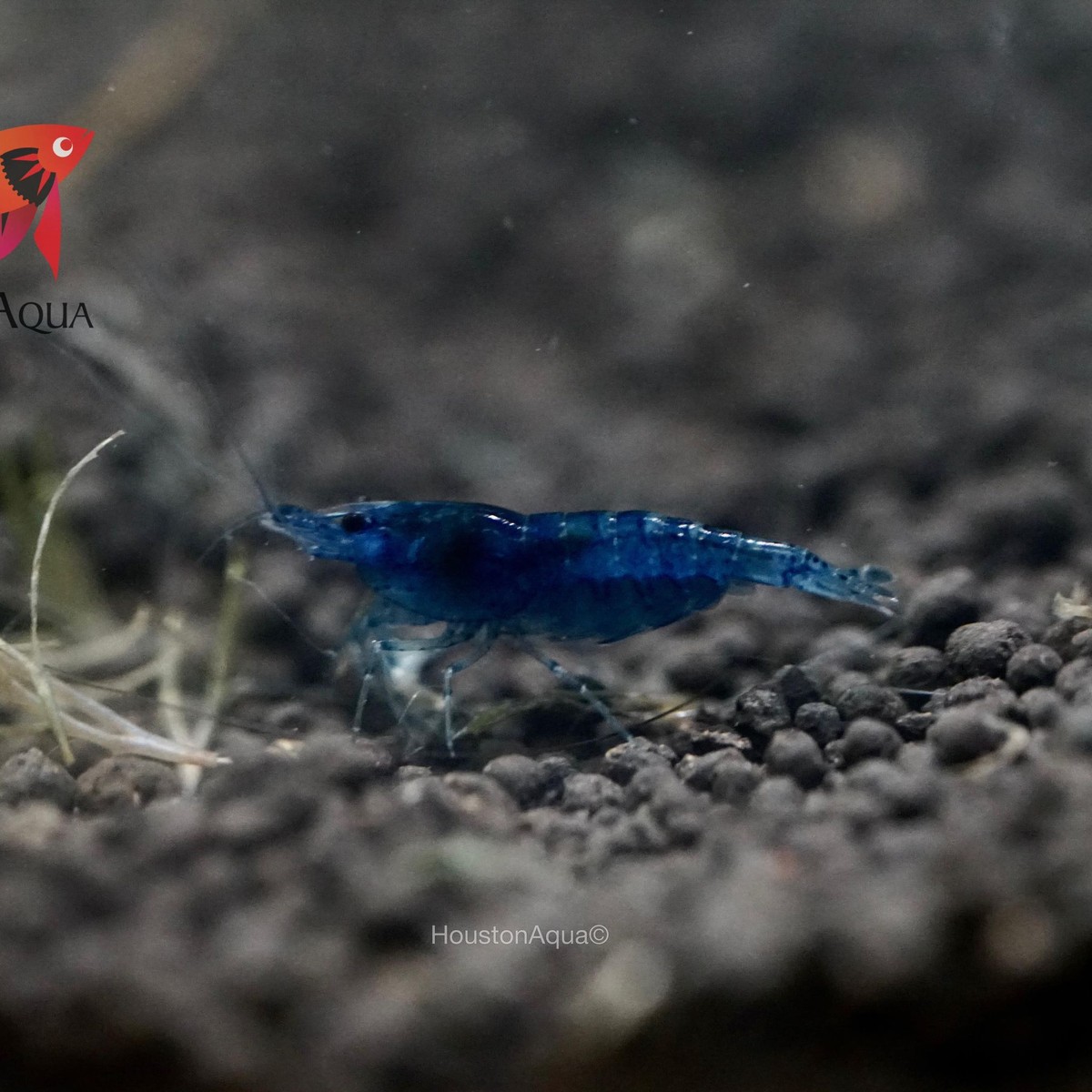Blue Dream Shrimp
