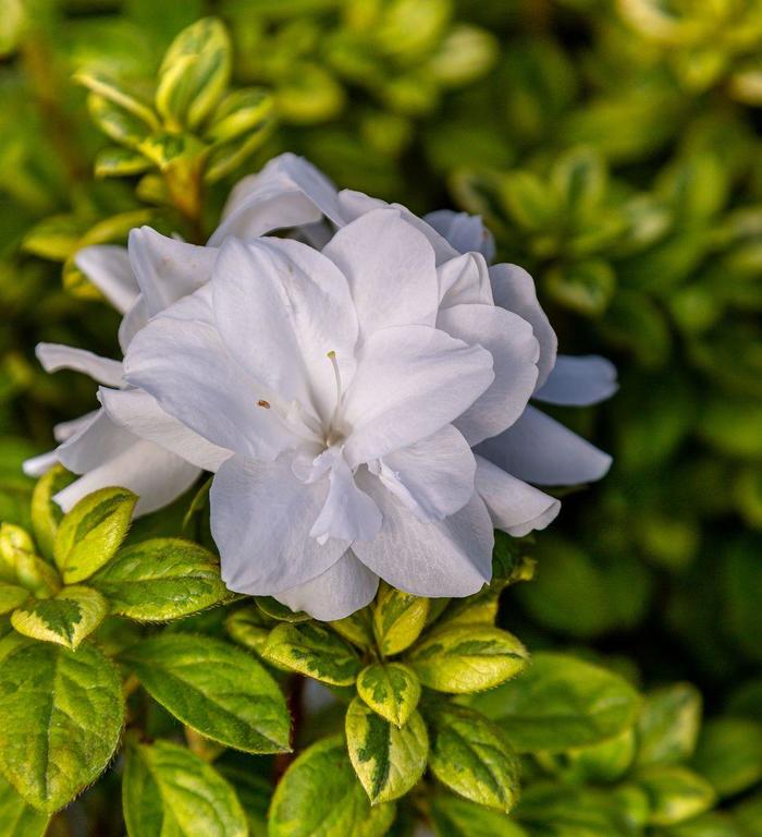 Azalea Encore Autumn Princess 3 Gal