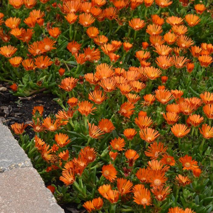 Ice Plant Ocean Sunset OraGlow Quart
