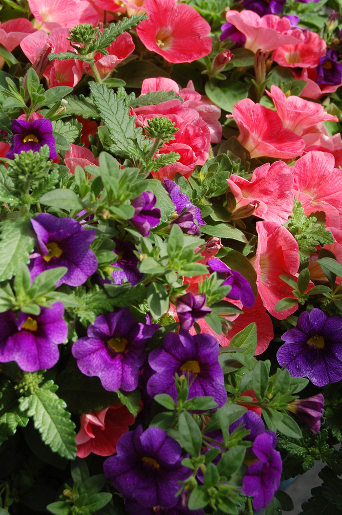 Petunia Supercal Cherry 1 Gal