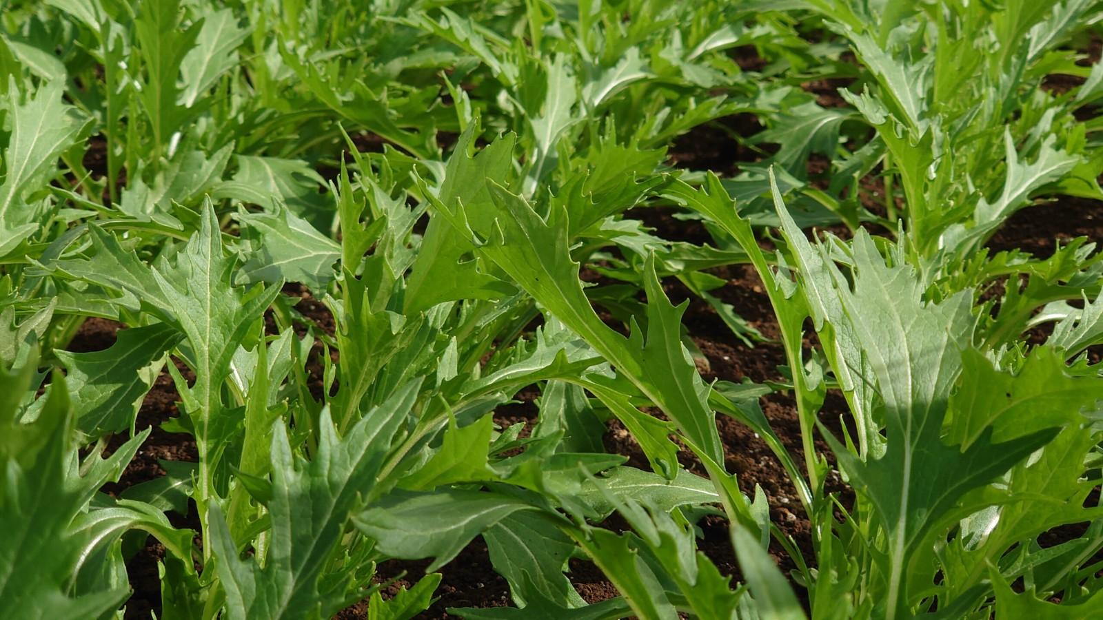 2x Mustard Mizuna Plug Plants – Salad / Stir-Fry Greens - Hardy