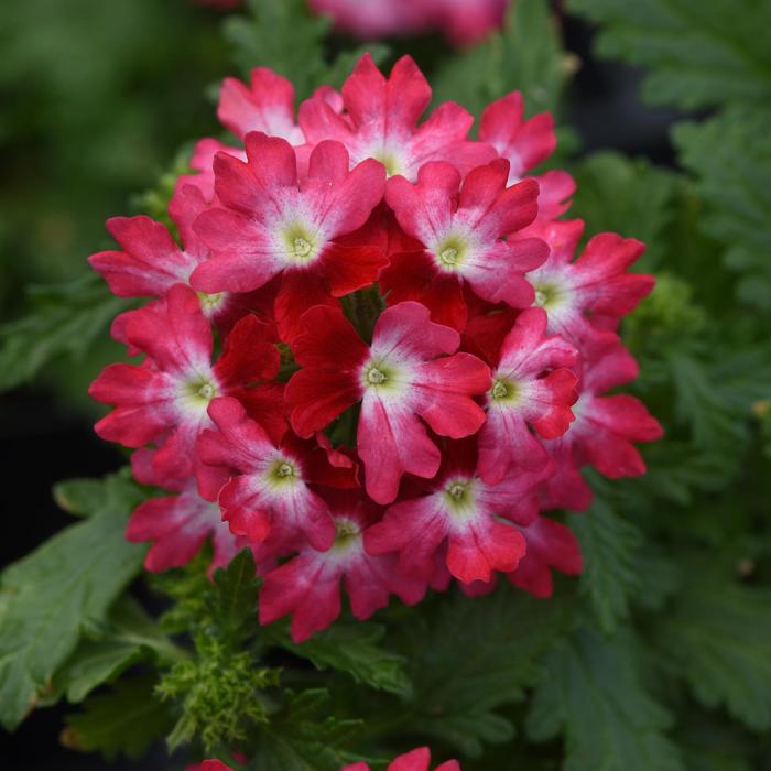 Verbena Beats Red Quart
