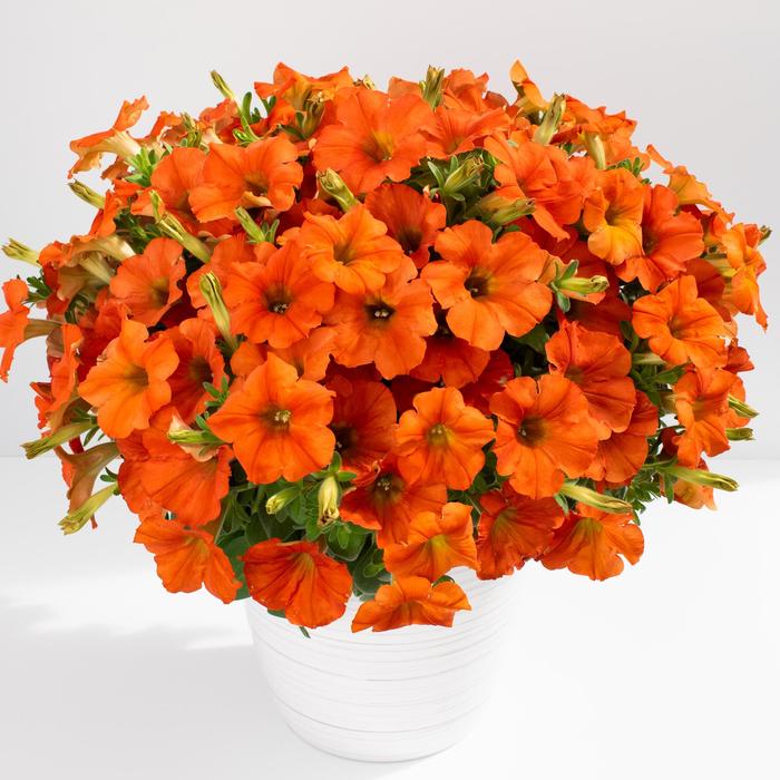 Petunia Supertunia Jazz Berry PW Quart