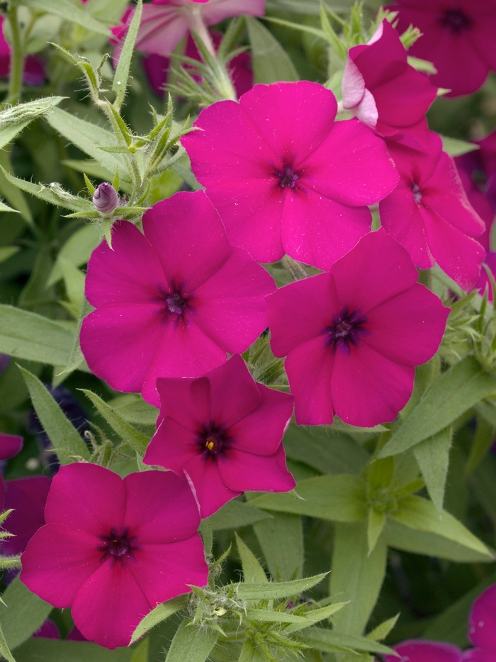 Phlox Ka-Pow Mix Quart