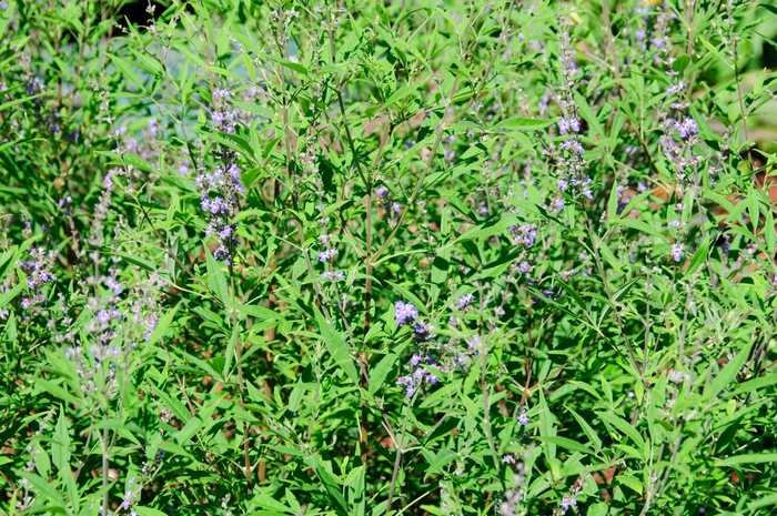 Vitex Summer Time Blues 3 Gal