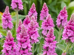 Summer Romance Lamb's Ear (Stachys), 1 gallon