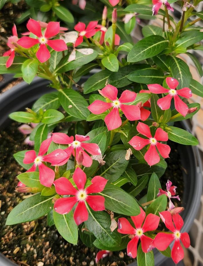Vinca Soiree Kawaii Light Purple Quart PW
