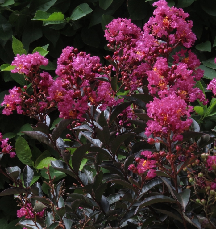 Crape Myrtle Enduring Summer Red 3 Gal