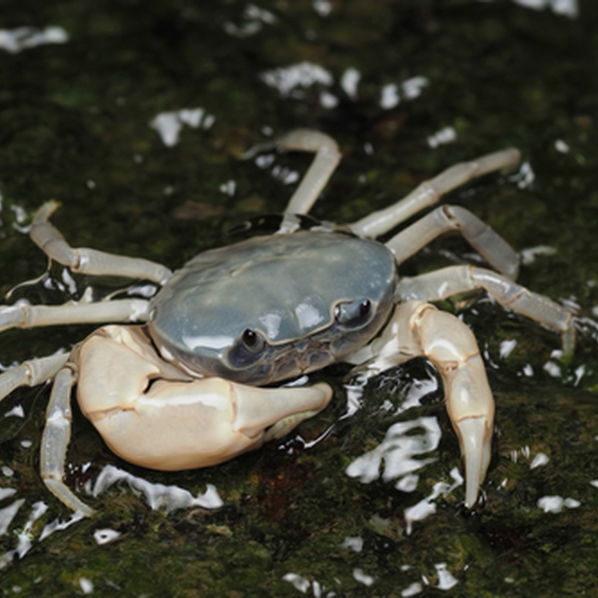 Freshwater Crab