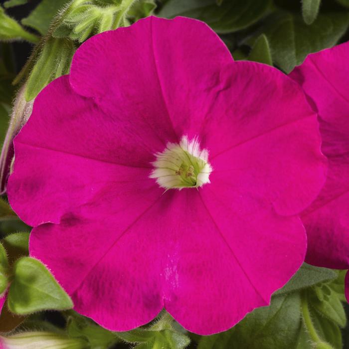 Petunia Sanguna Mega Pink 1 Gal
