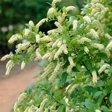 Henrys Garnet Sweetspire (Itea), 3 gallon