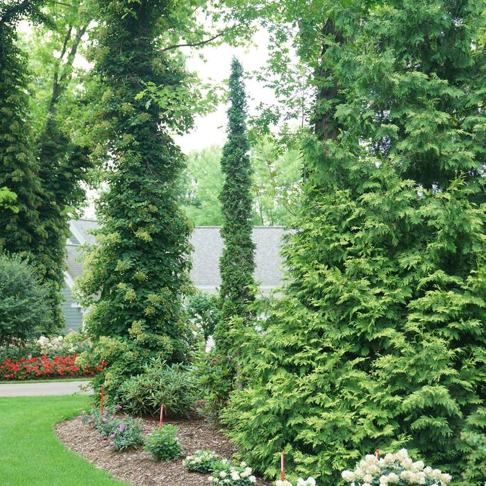 Arborvitae Sunkist 3 Gal