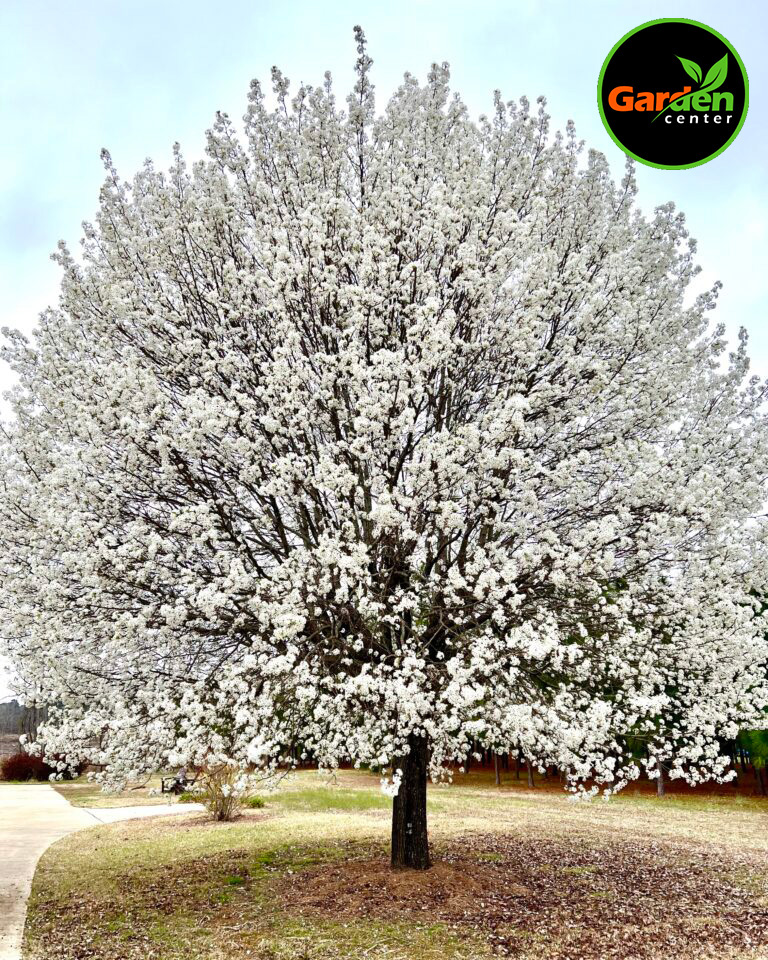 Bradford Pear at Garden Center of Las Cruces