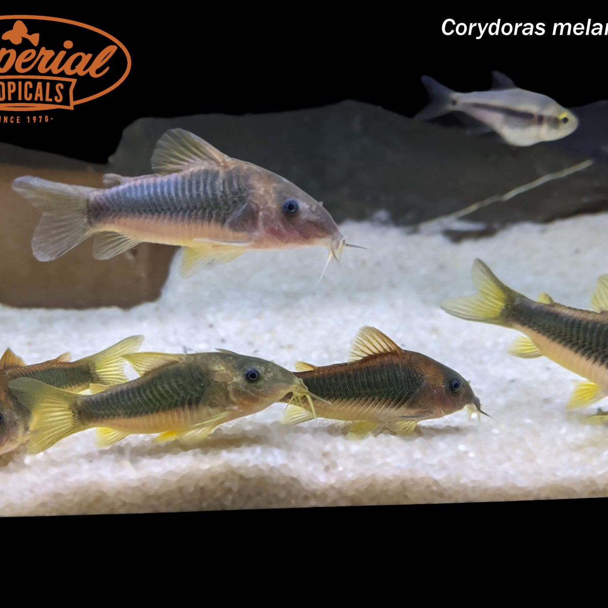 Gold Green Cory