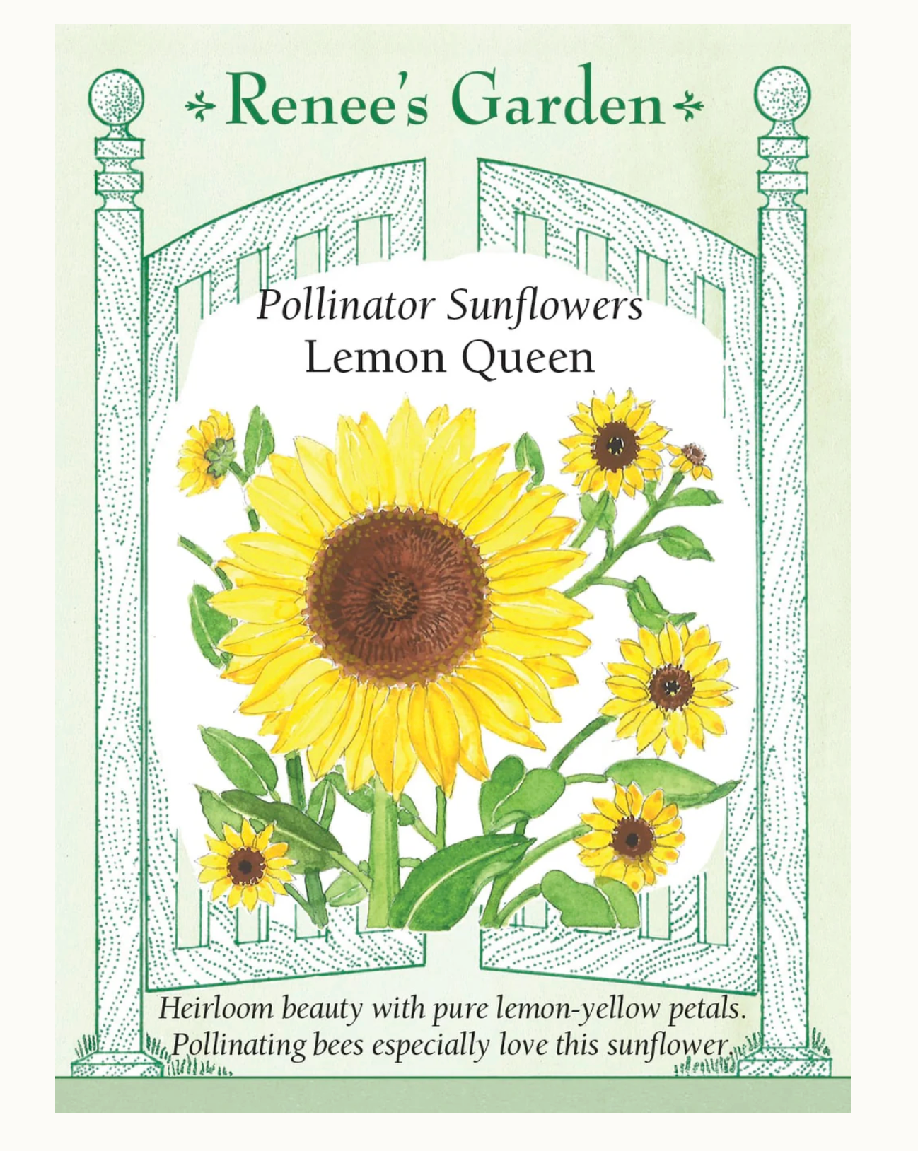 Renee's Garden | Pollinator Sunflowers Lemon Queen